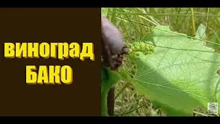 Виноград Бако. Как перезимовал саженец винограда Бако и Бако 43.
