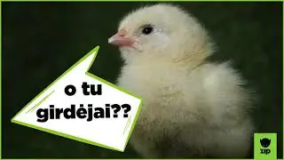 Velykos yra jėga │ MISIJA: VELYKOS su ZIP FM