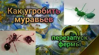 Перезапуск формикария с муравьями внутри. Как делать нельзя. Акриловые и гипсовые муравьиные фермы