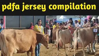 top jersey cow compitition pdfa jagraon 2023