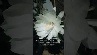 Tidak Perlu Memaksa Karena Hati dan Cinta Tidak Akan Pernah Bisa Dipaksa