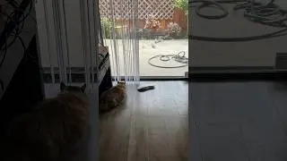 A Poem About My Siberian Cat Bogey Meeting ‘Friends’