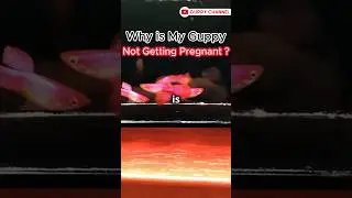 Guppy Fish Care - Why is My Guppy Not Getting Pregnant ? #fishtank #guppyfishtank #facts
