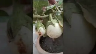 my Father in Law's kitchen garden on roof top|kitchen garden|alinesspiceworld|ALSW