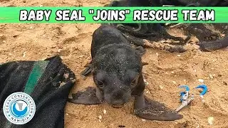 Baby Seal 