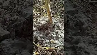 не понятная плесень в ящиках теплицы.что это?