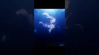Кокоми | 
