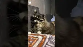 They're so cute