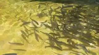 Adana-feke geçit alabalık restaurant, alabalık yemek için nefis bir yer