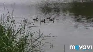 Борьба за хлеб...