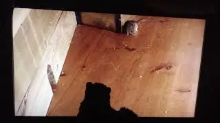 Cat Reacts to Mouse Video by Paul Denning & Feral Rescue & Rehab in Frenchtown Updates