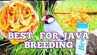 BEST FOOD FOR JAVA BREEDING.