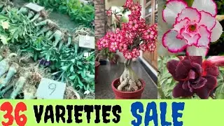 ADENIUM SALE 