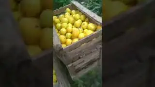 25.11.2022 Лимон саклаш