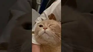Oyen Ngantuk
