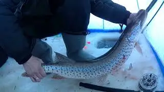 рыбалка на амуре 4.12.23