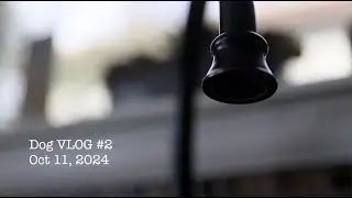 Silent Dog VLOG #2