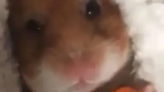 Хомяк делает АСМР