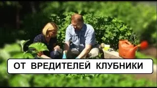 Борьба с вредителями клубники