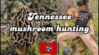 Mushroom hunting in Tennessee