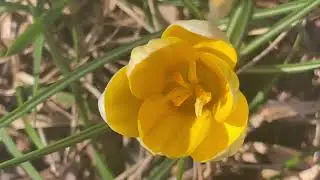 Тонкие Тела (славяно-арии)