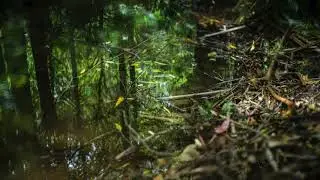 Plumwood