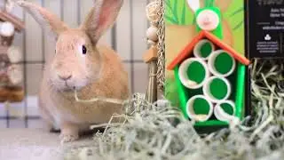 Oxbow PRIME CUT Hay - Exactly What You BOTH Want in Every Box!
