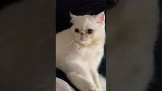Очень круто#котики#рекомендации#shorts
