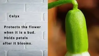 Flower parts