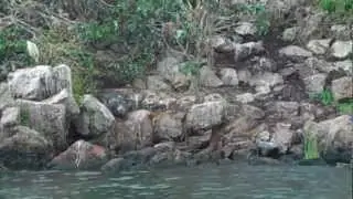 Spot the poop-covered crocodile