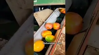 قطف المانجا المانغا في طبريا