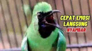 BIKIN EMOSI !! CUCAK IJO GACOR FULL KASARAN COCOK BUAT MENAIKAN EMOSI IJO LAWAN AGAR EMOSI