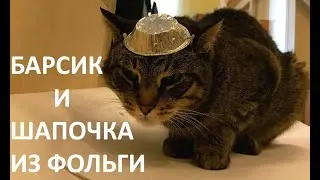 Кот Барсик примерил шапочку из фольги.