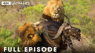 WILD SAVANNAH | The Battle for Survival from the Heart of Africa | Nature Animal Documentary