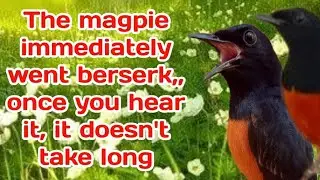 The magpie immediately went berserk,, once you hear it, it doesn't take long, Indonesian magpie bird