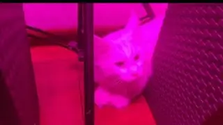 Настроение- .опа, погода- сказка, и кот с другой планеты...