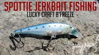 SPOTTED BAY BASS FISHING - Lucky Craft B'Freeze Jerkbait