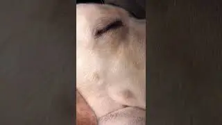 Свинопёс. Генри. Храпака давит