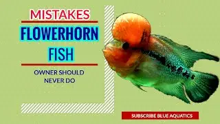 Flowerhorn Fish owner should never do these mistakes - must watch