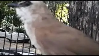 Burung Trucuk koleksi sendiri