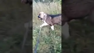 Зафар с Дачной, 6 мес