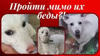 Пуделя сдали в отлов.  ППЖ - Якутск.