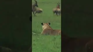 Already relaxing after the kill... #youtubeshorts ##wildlife #trendingshorts #subscribemychannel