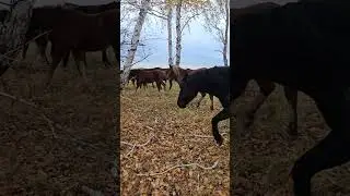 Лошади и осений лес 