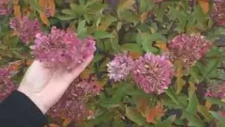 Гортензия метельчатая. Слаборазвитый куст