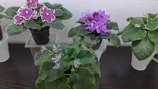 Как фиалочки пережили жару?