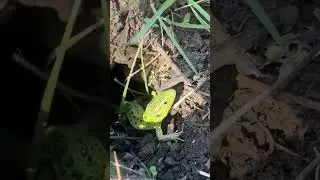 Ящерица в норке