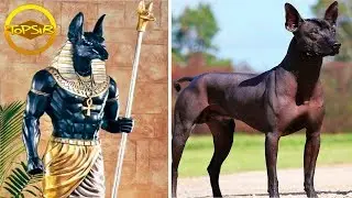 10 อันดับ สายพันธุ์สุนัขที่เก่าแก่ที่สุดในโลก