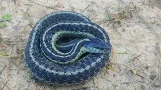 Gravid female eastern garter snake in Hart County KY - 7 July 2024