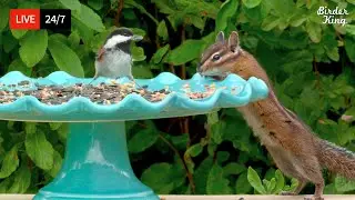 🔴 24/7 LIVE: Cat TV for Cats to Watch 😺 High Tea Birds Chipmunks Squirrels in 4K